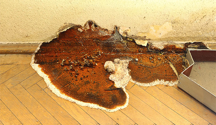 Dry Rot Solutions